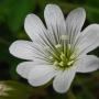 Field Chickweed (Cerastium arvense): This native Chickweed has larger flowers than most other Chickweeds; being over ½" across.